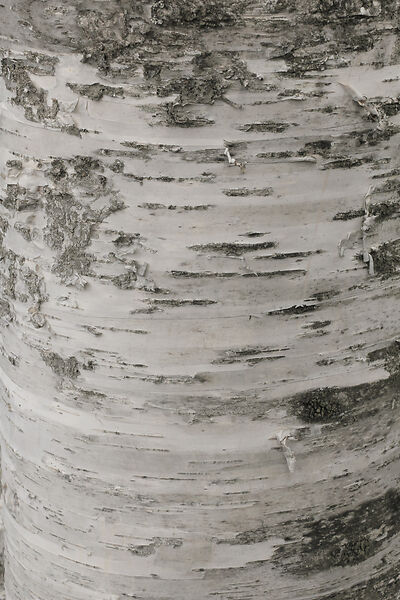 Can I burn Birtch Bark?