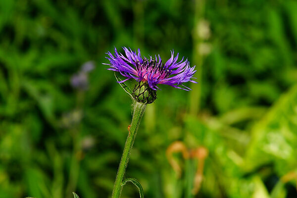 Can-I-Use-Thistle-In-The-Wild Knapweed Uses In The Wilderness