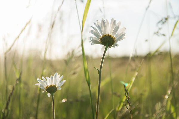 Can-I-Use-Thistle-In-The-Wild Using a Daisy in the Wild