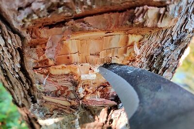 Is-Pine-A-Good-Fire-Starter