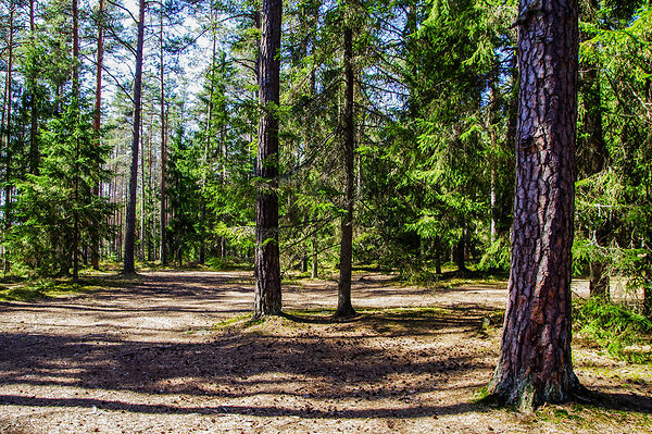Making Medicine Out Of Pine Sap