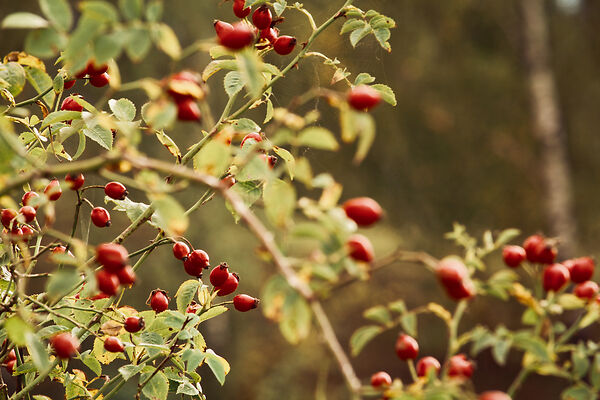 Can-I-Make-Medicine-With-Pine-Sap Rosehip is a very good plant to eat in the wild