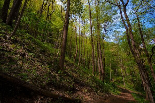 tips for getting un-lost in the woods