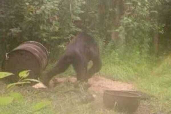 Pacific Northwest are rife with Sasquatch lore