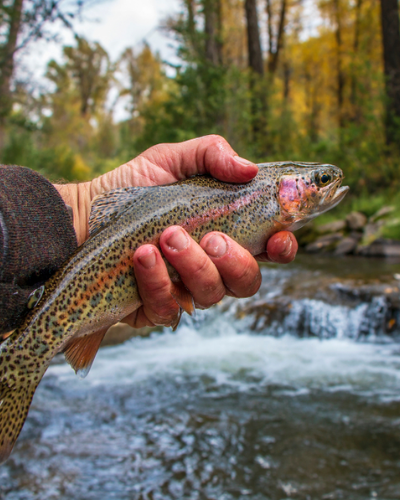 Top 10 Best Trout Streams in the Eastern U.S.
